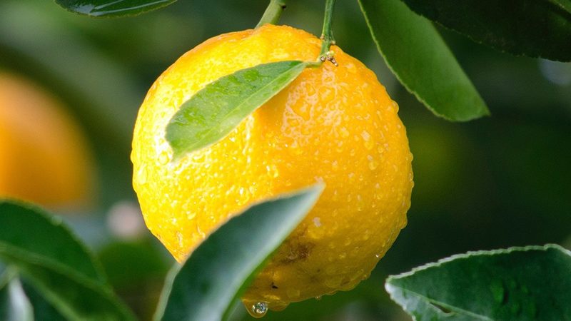 生物医药外包项目管理办法与GMP区别